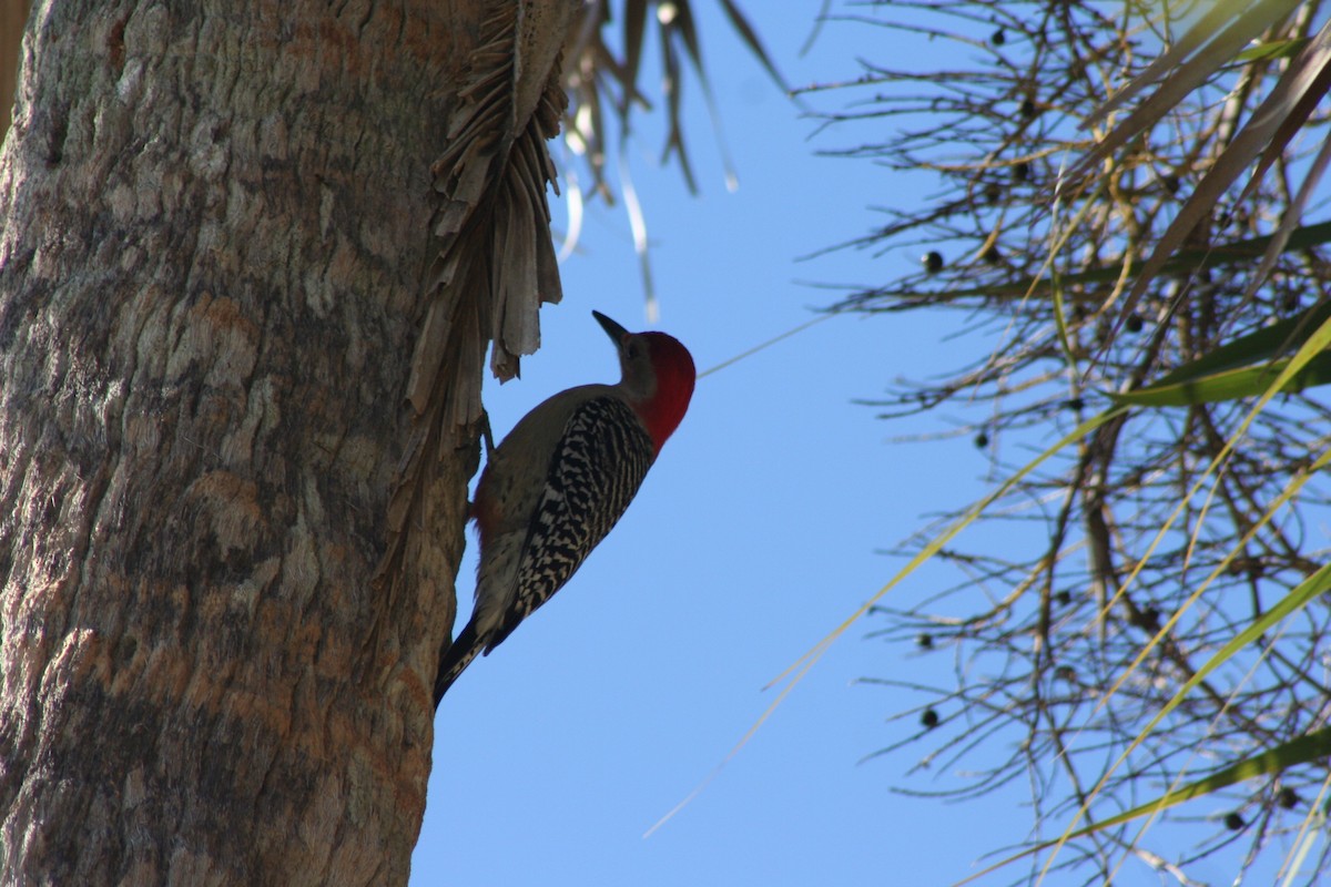 Red-bellied Woodpecker - ML51268091