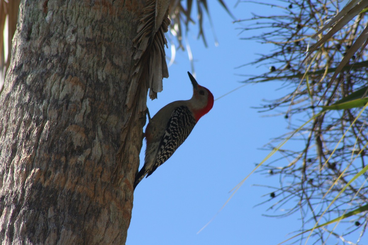 Red-bellied Woodpecker - ML51268161