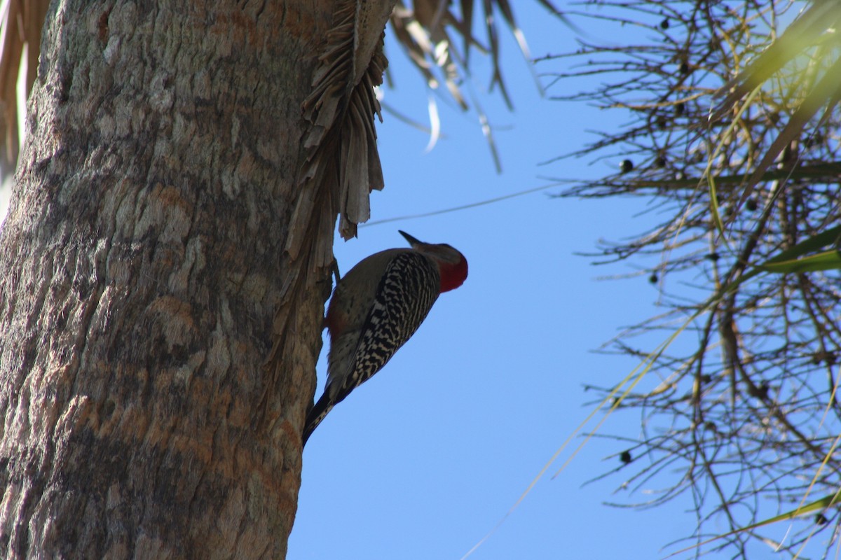 Red-bellied Woodpecker - ML51268211
