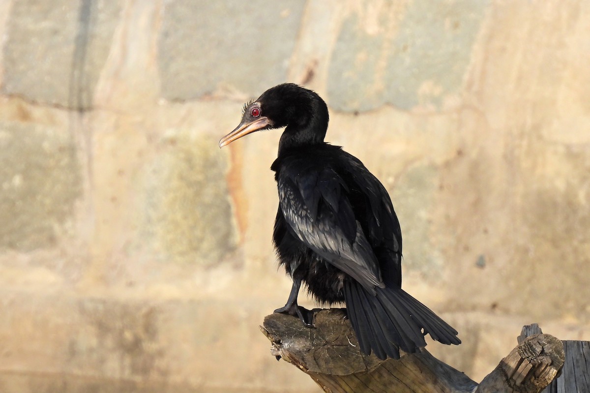 Long-tailed Cormorant - Leszek Noga