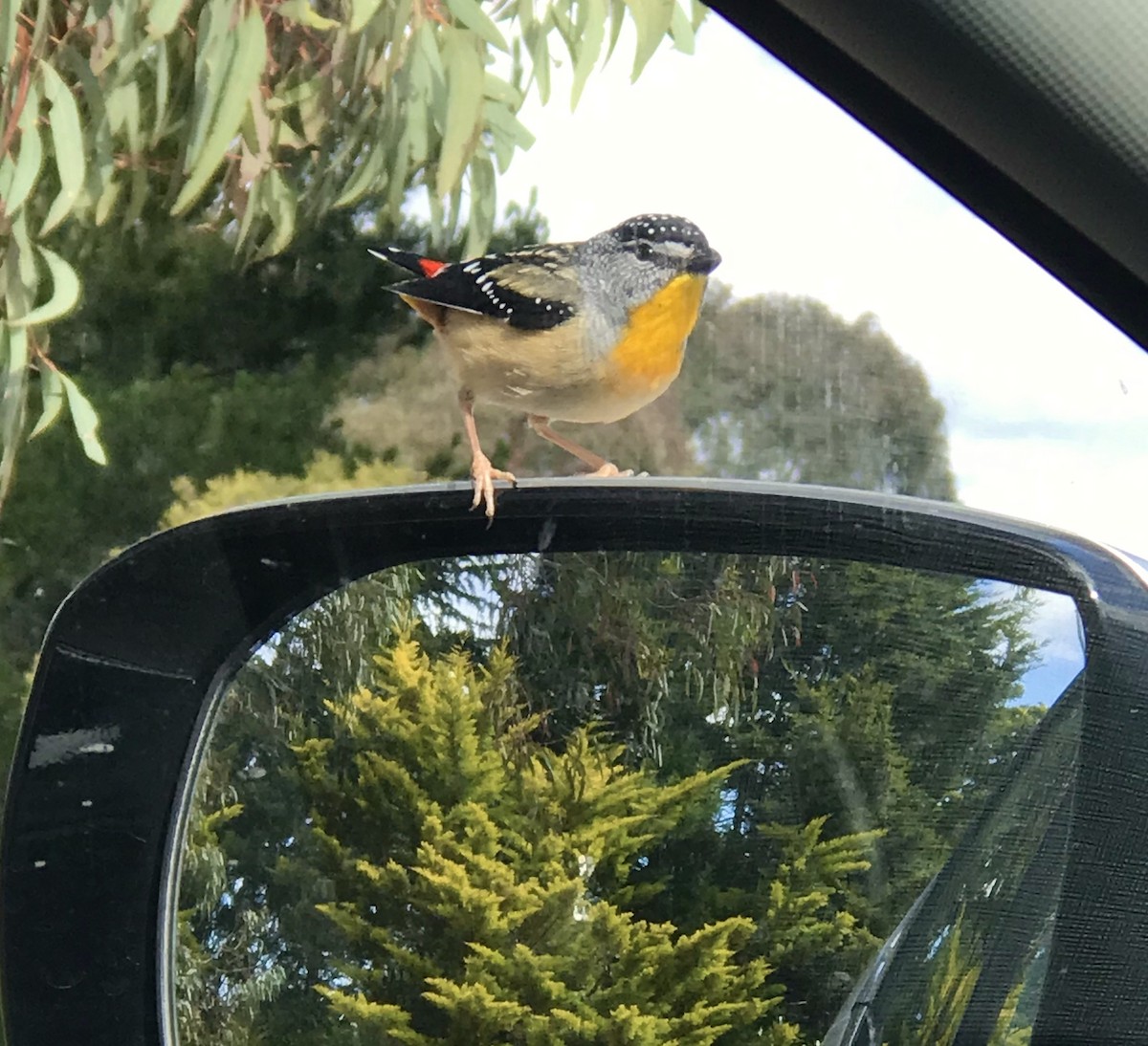 Spotted Pardalote - ML512683561