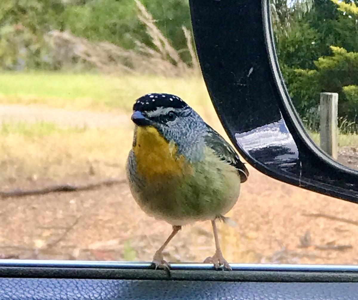 Spotted Pardalote - ML512683581