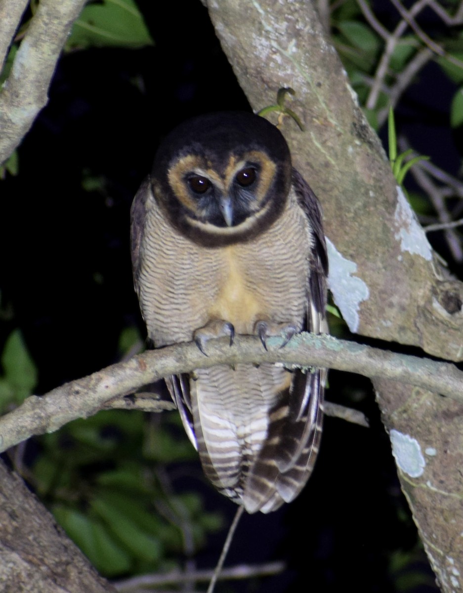 Brown Wood-Owl - ML512688501
