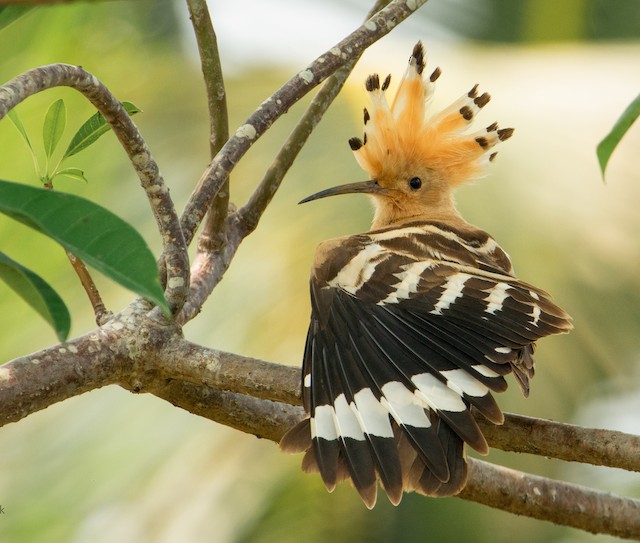 Formative Plumage (subspecies <em class="SciName notranslate">ceylonensis</em>). - Eurasian Hoopoe - 