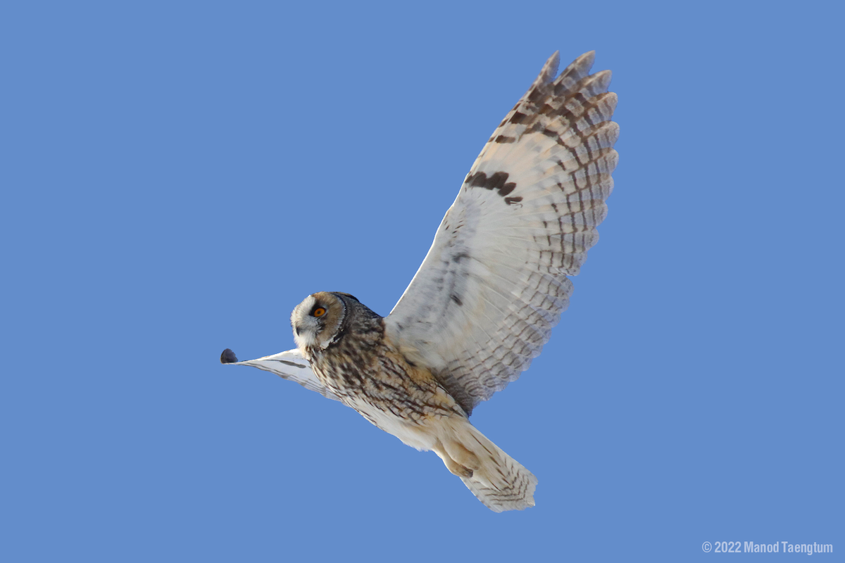 Long-eared Owl - ML512693711