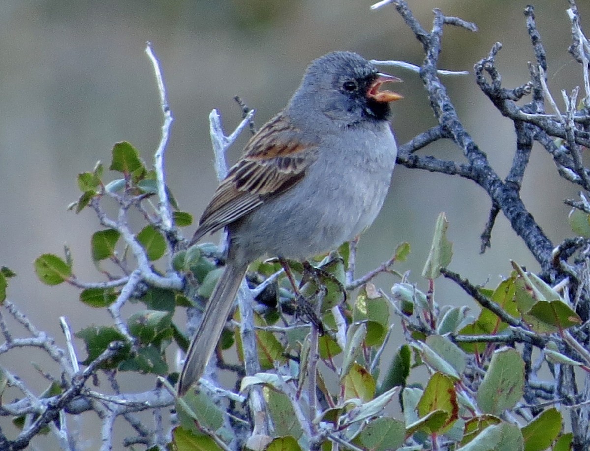 Black-chinned Sparrow - ML51269441