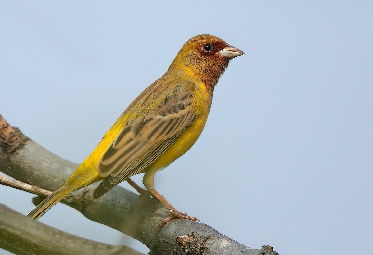 Red-headed Bunting - ML512695481