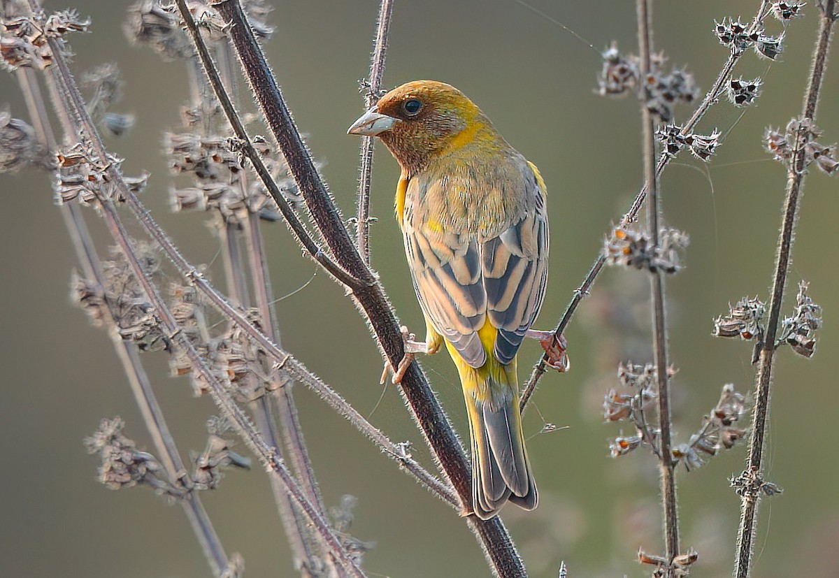 Red-headed Bunting - ML512695491