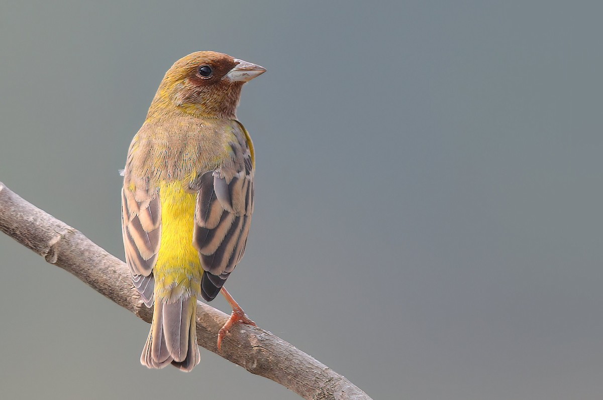 Red-headed Bunting - ML512695501