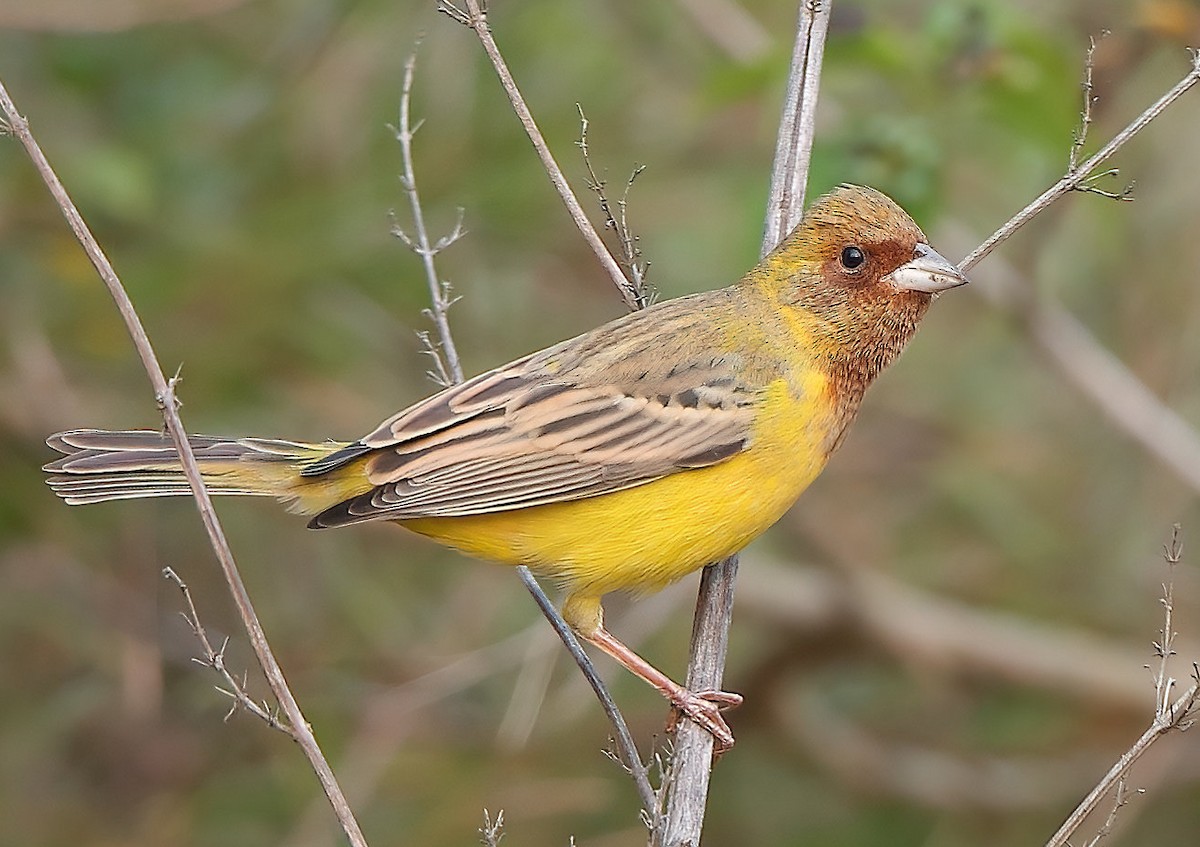 Red-headed Bunting - ML512695591