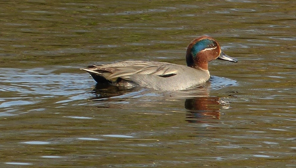 Green-winged Teal - Suzanne Cholette
