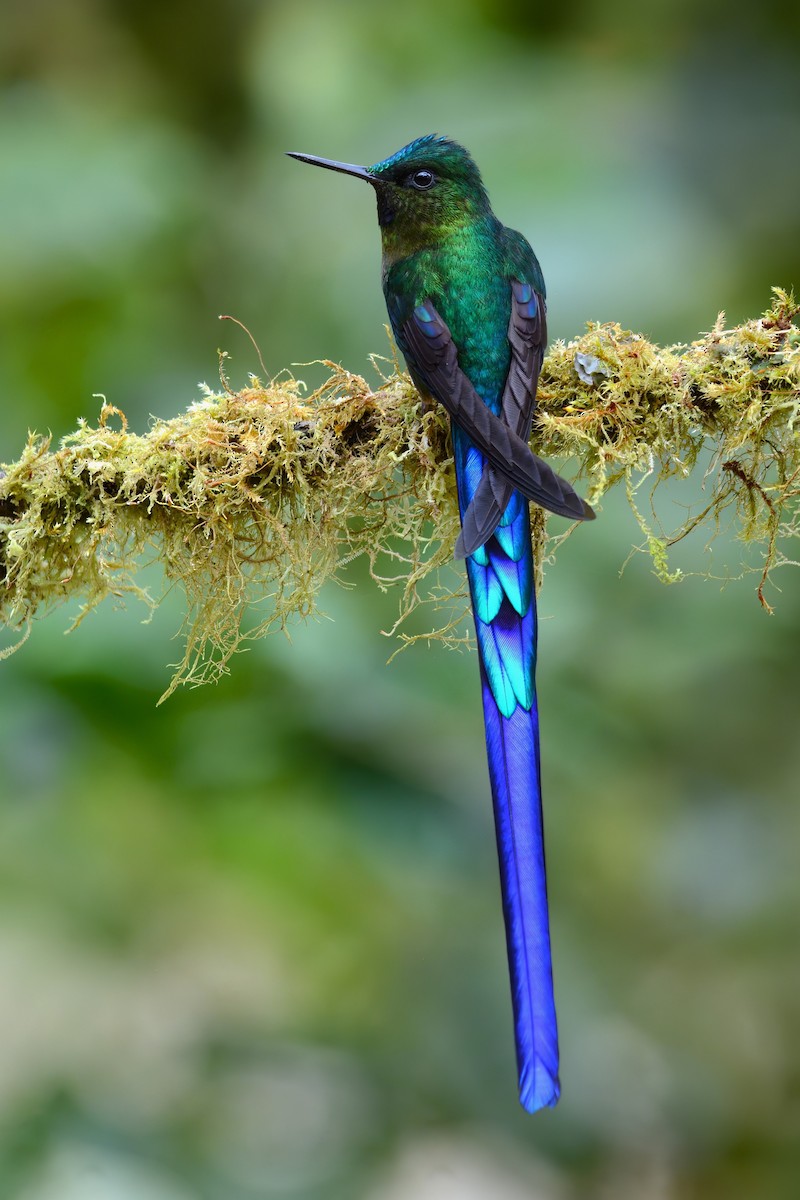 Violet-tailed Sylph - ML512700351
