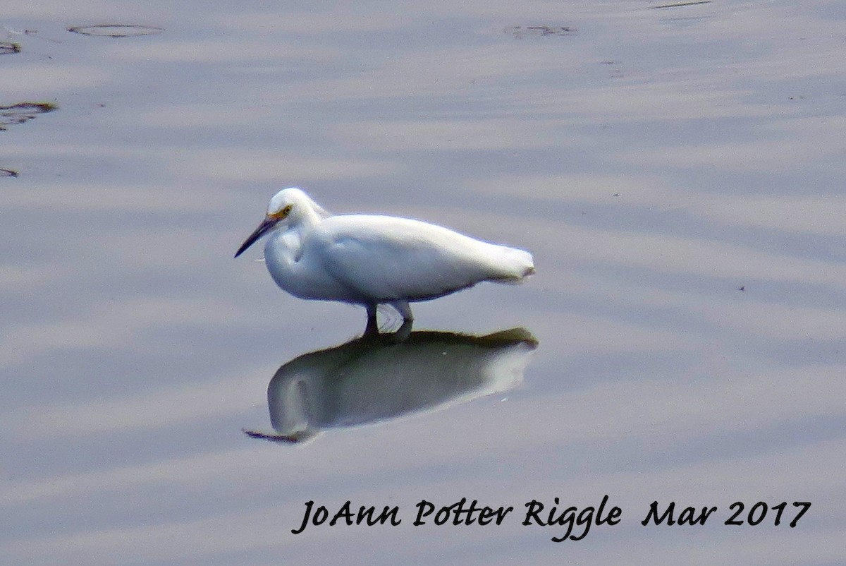 Snowy Egret - JoAnn Potter Riggle 🦤