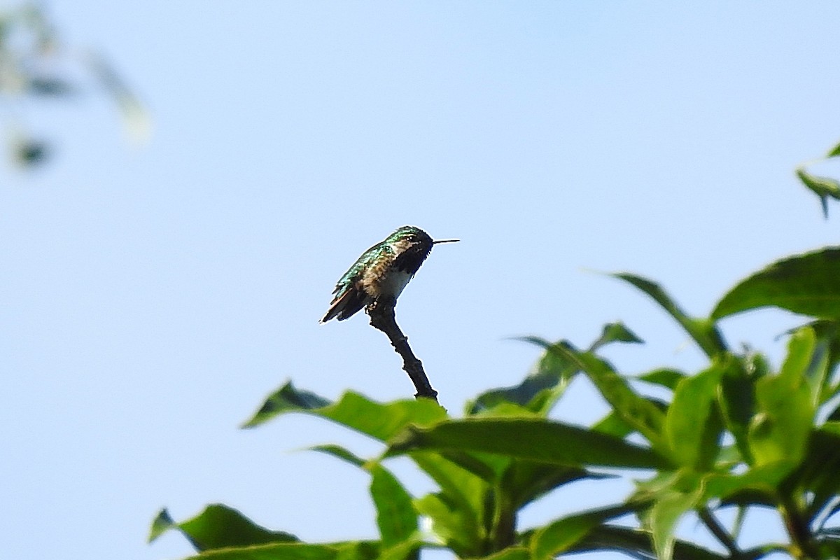 Bumblebee Hummingbird - Chi-Lien (綺蓮) Hsueh (薛)