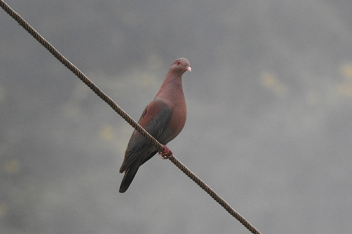 Red-billed Pigeon - Chi-Lien (綺蓮) Hsueh (薛)