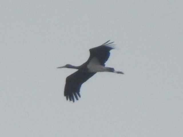 Black Stork - ML512710611
