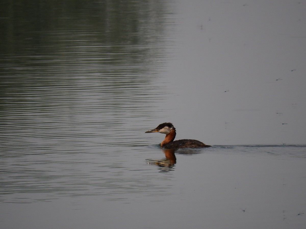 Red-necked Grebe - ML512712121