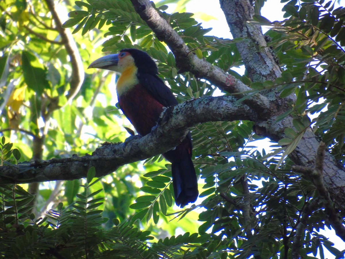 Red-breasted Toucan - ML512717781