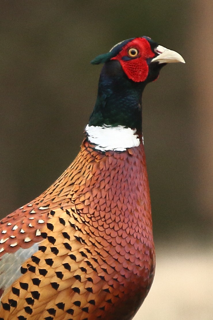 Ring-necked Pheasant - ML512718101