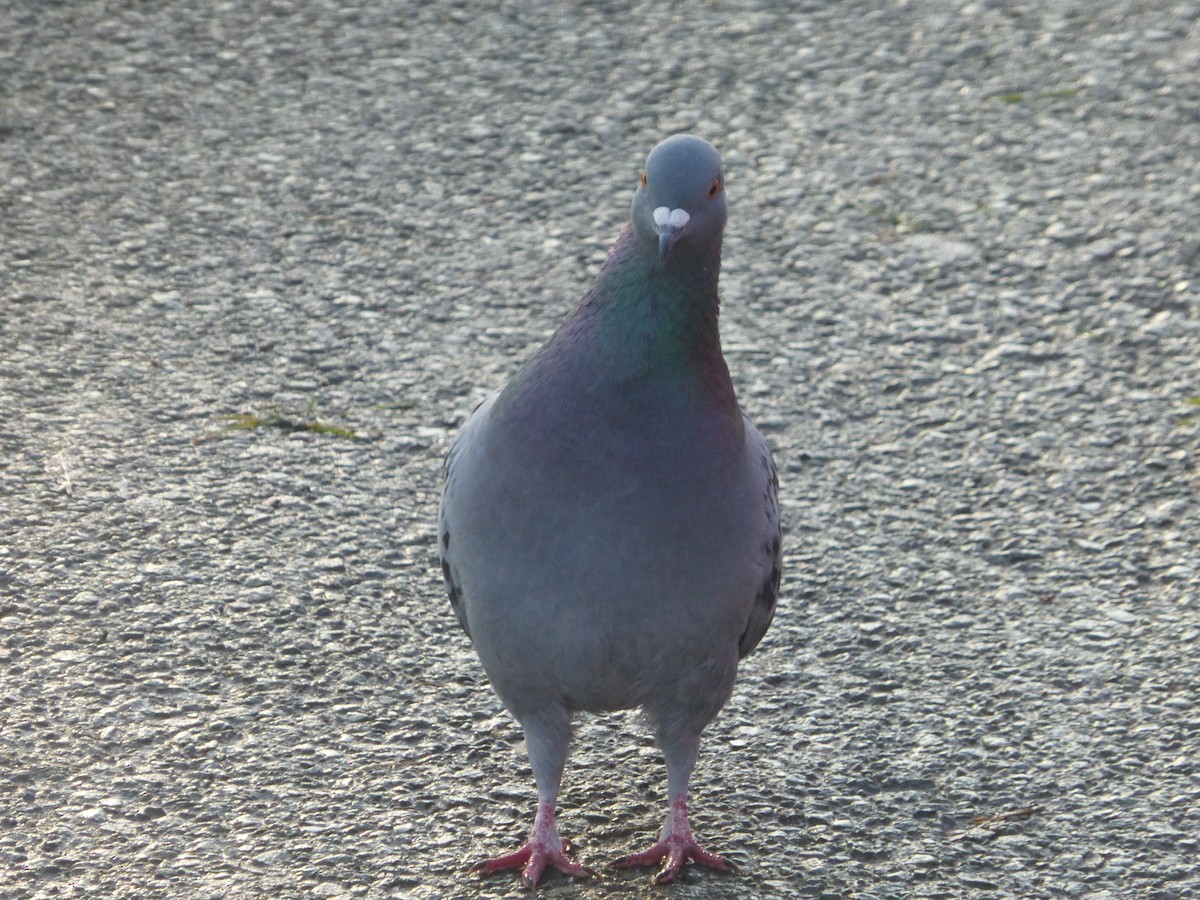 Rock Pigeon (Feral Pigeon) - ML512718661