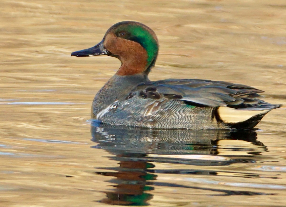 Green-winged Teal - ML512719761