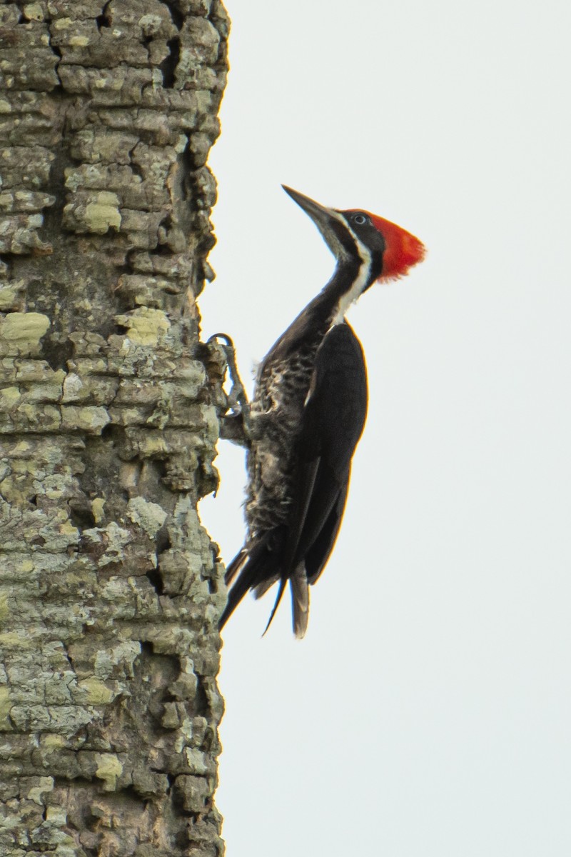 Lineated Woodpecker - Andy Bowen