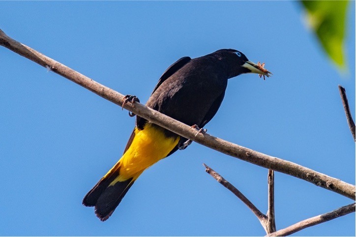 Yellow-rumped Cacique - ML512736351