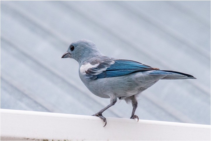 Blue-gray Tanager - ML512736481