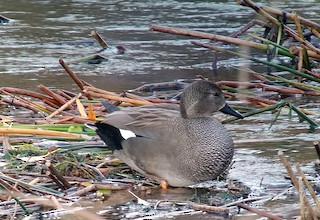 Gadwall, ML512738411