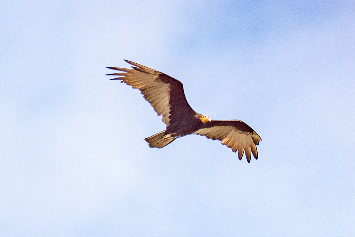 Greater Yellow-headed Vulture - ML512745551