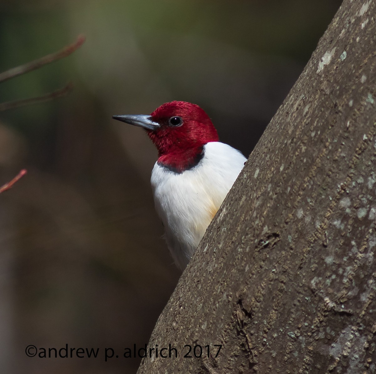 Red-headed Woodpecker - ML51274571