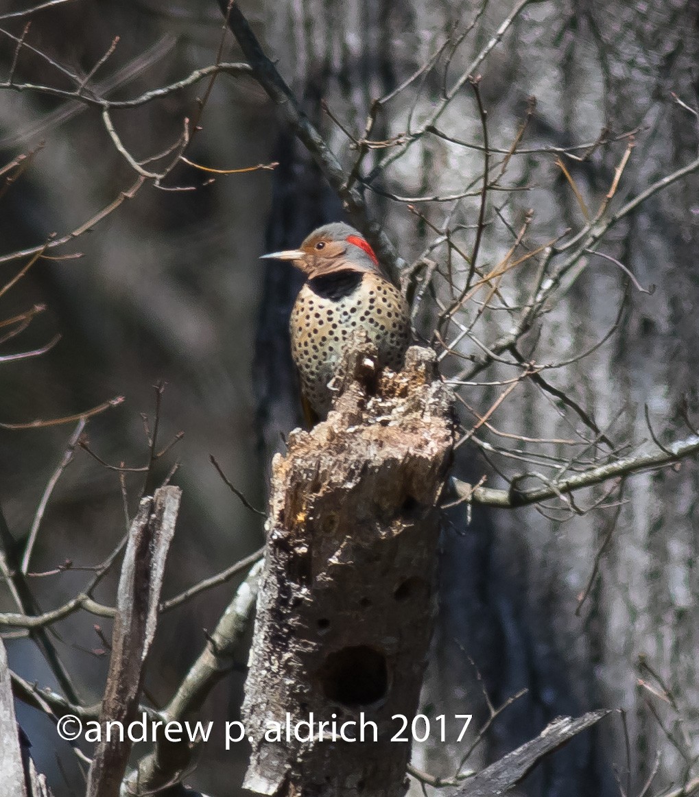Northern Flicker (Yellow-shafted) - ML51274671