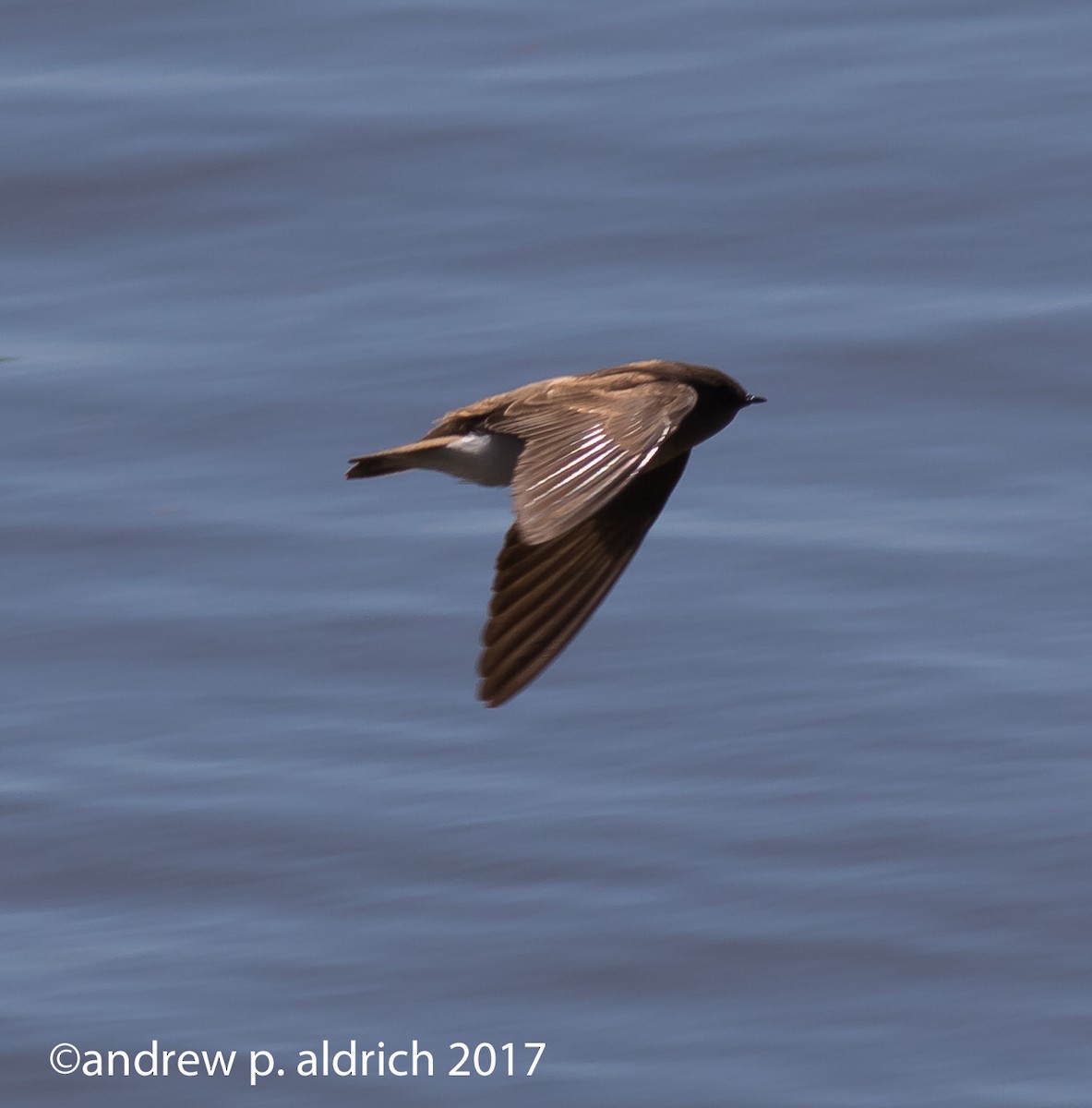 Northern Rough-winged Swallow - ML51274731