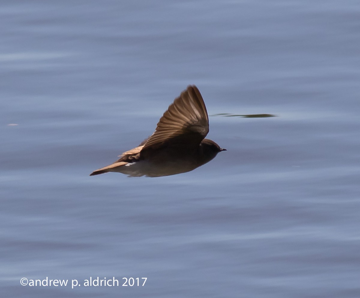 Northern Rough-winged Swallow - ML51274741