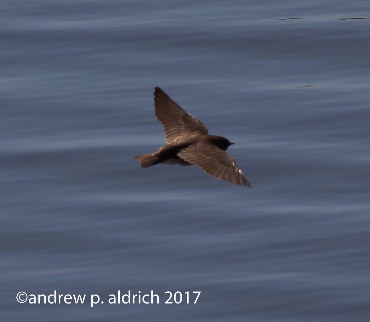 Northern Rough-winged Swallow - ML51274751