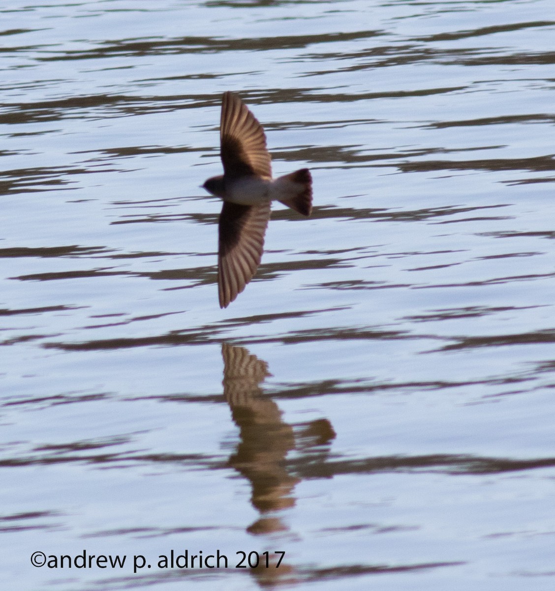 Northern Rough-winged Swallow - ML51274761
