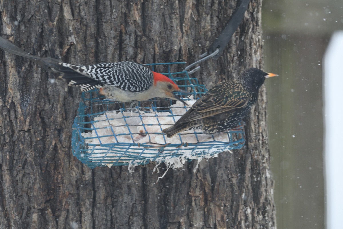 Red-bellied Woodpecker - ML51275091