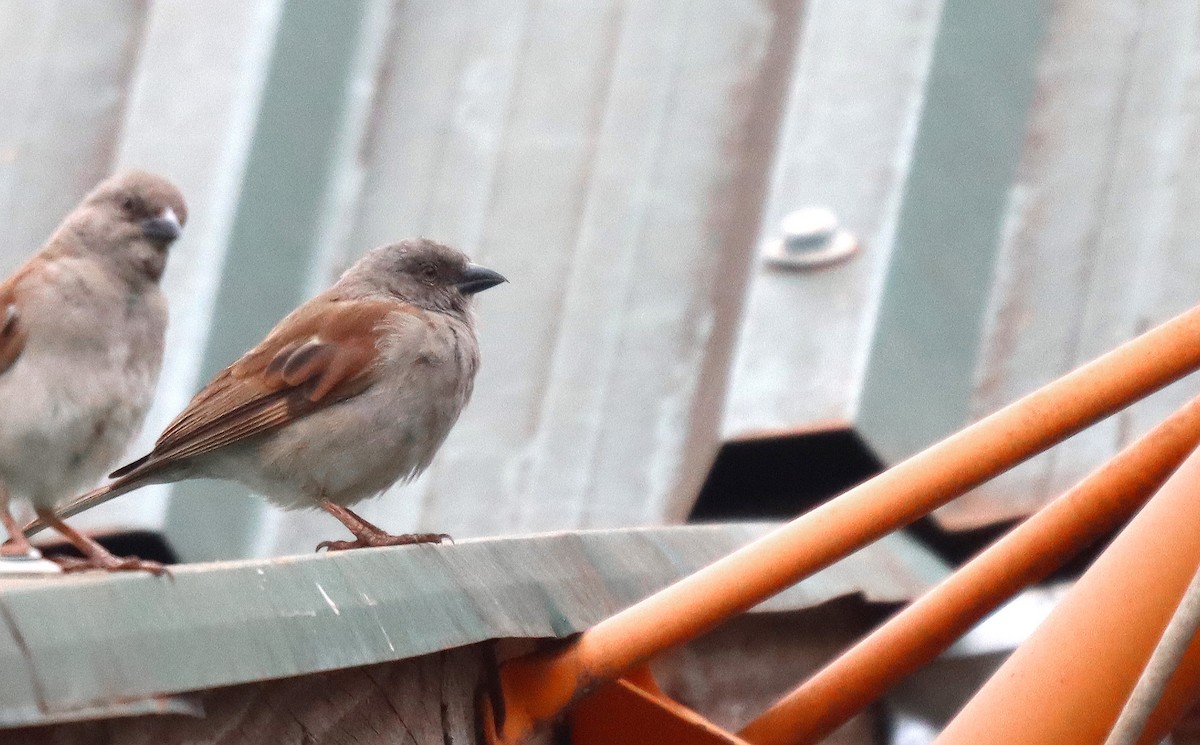 Northern Gray-headed Sparrow - ML512751021