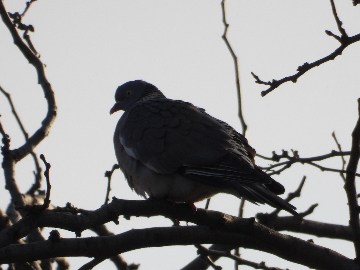 Common Wood-Pigeon - Ivan V