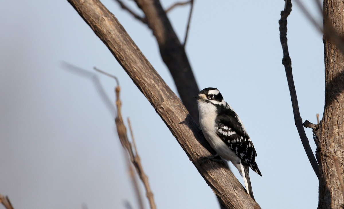 Downy Woodpecker (Eastern) - ML51275331