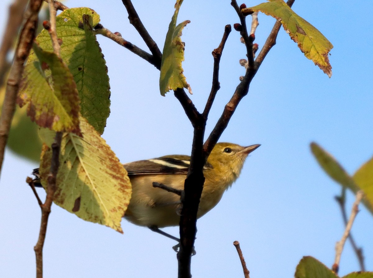 Bay-breasted Warbler - ML512753391
