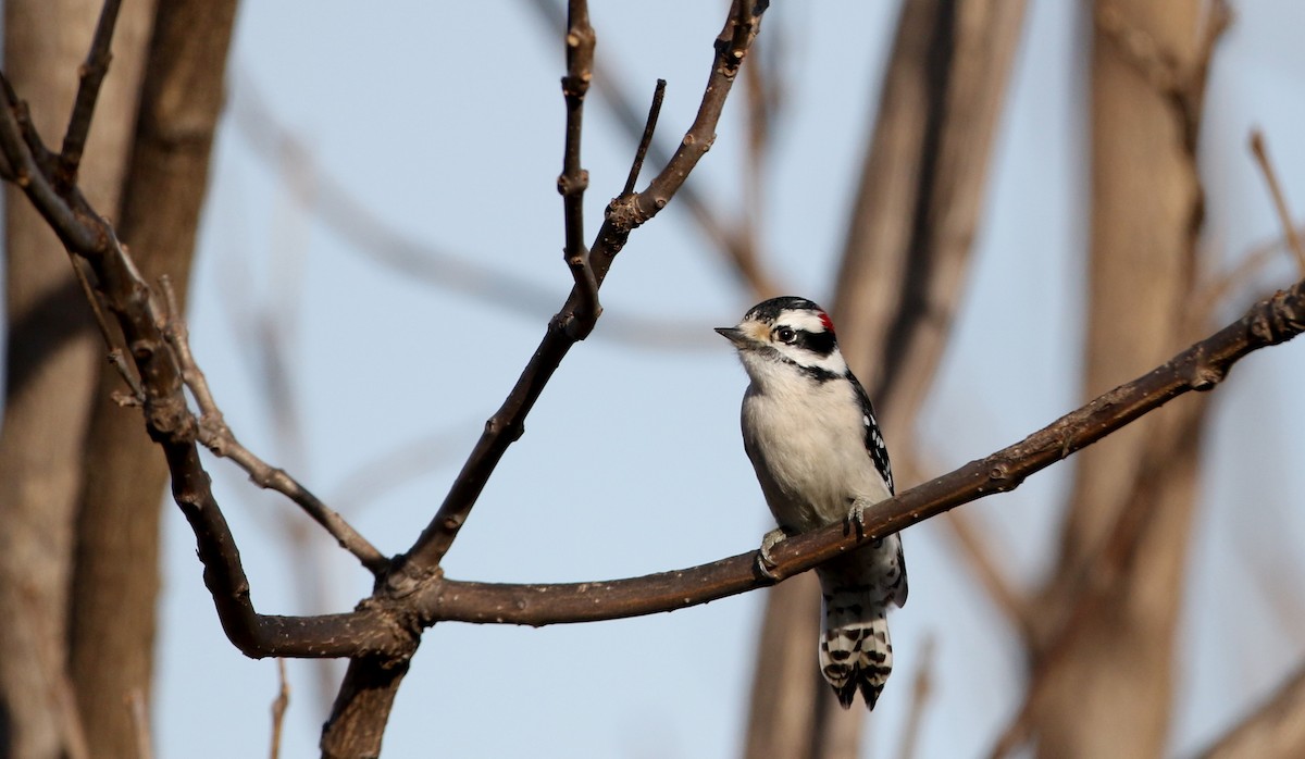 Downy Woodpecker (Eastern) - ML51275341