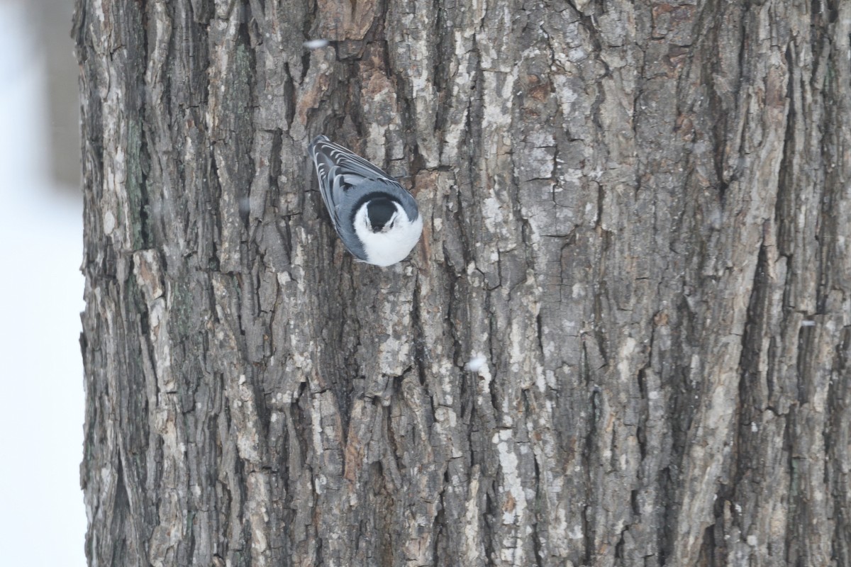 White-breasted Nuthatch - ML51275481