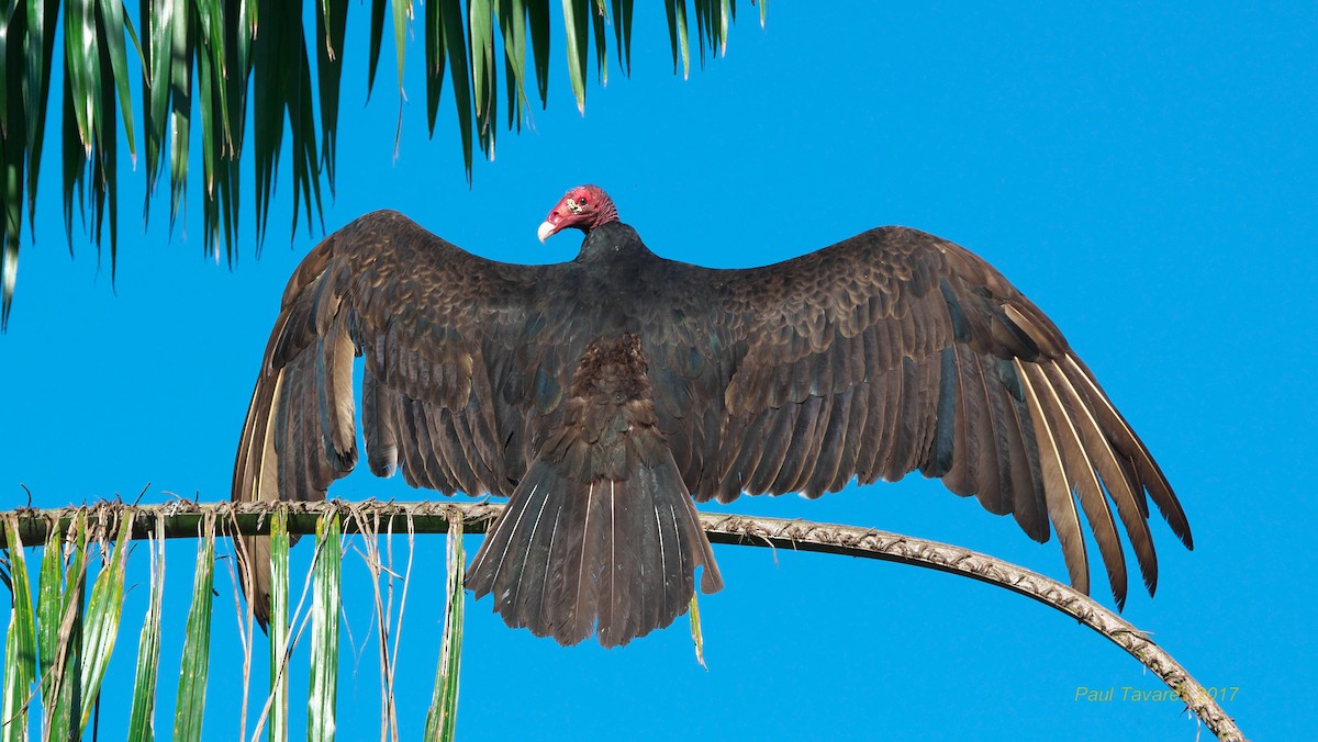 Turkey Vulture - Paul Tavares