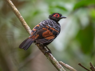  - Reddish-winged Bare-eye