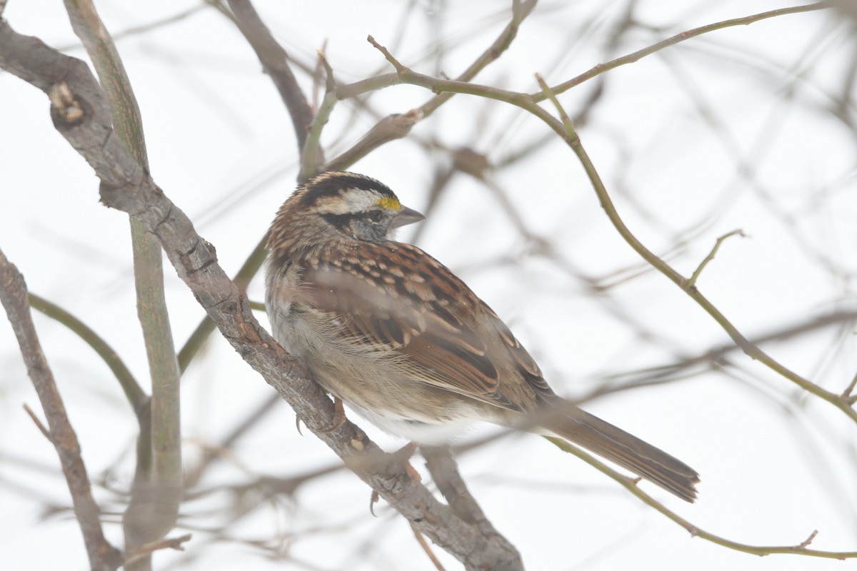 White-throated Sparrow - ML51275791