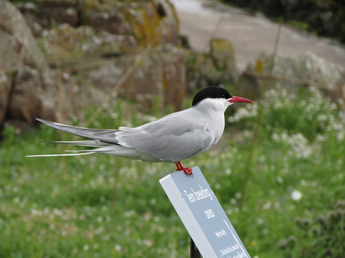 Arctic Tern - ML512758911