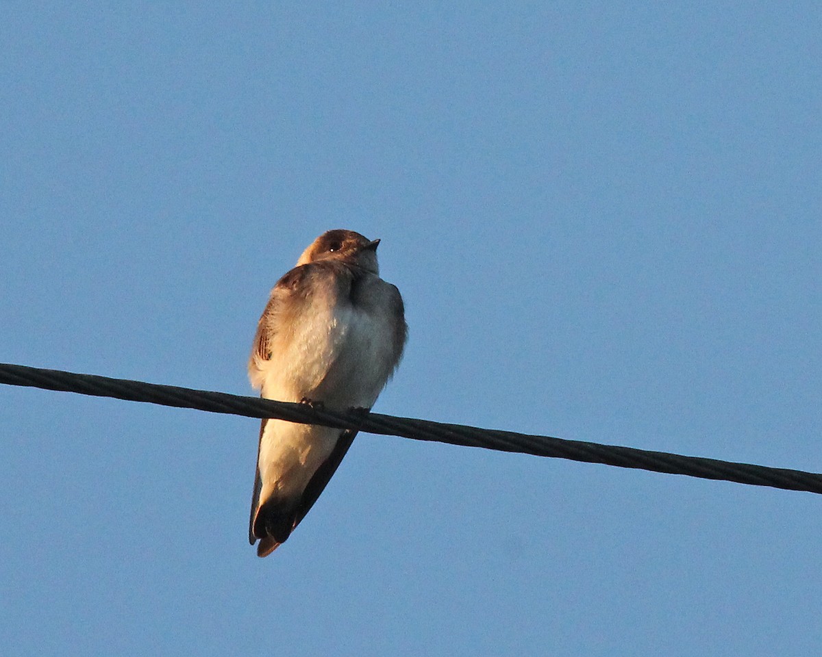 Northern Rough-winged Swallow - Mary Keim