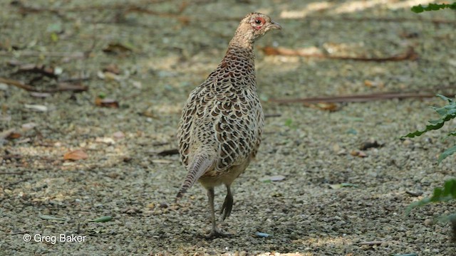 Ring-necked Pheasant - ML512763521