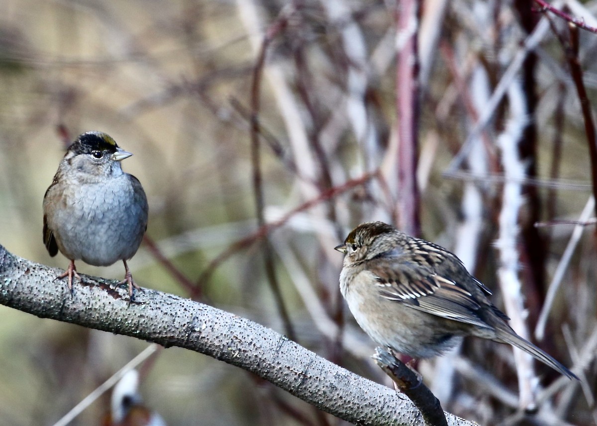 Golden-crowned Sparrow - ML512765631